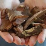 Benefits of Arjun Bark: A Powerhouse of Phytochemicals